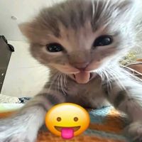 mel_stary