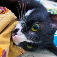 nhạc nền - Meowie 🐈‍⬛ 12/15 🎂