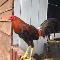 suara asli