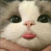 原声 - 混混喵🐱