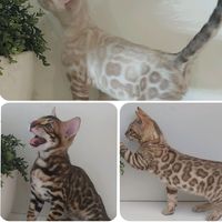 nardoobengals