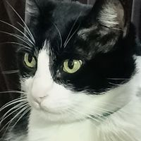 _kittyswagg04_