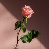 オリジナル楽曲 - ella