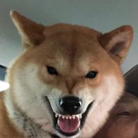 kazu.13333