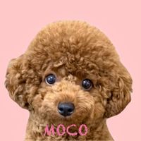 オリジナル楽曲 - Mami♡