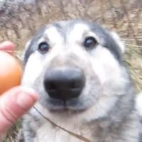 оригинальный звук