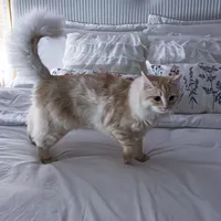 original sound - .s7t00