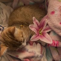 suara asli - Cegil_epep