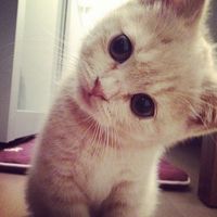 suara asli - usermenn