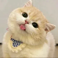 original sound - julia.moe2006