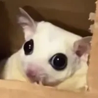 original sound - momi_family