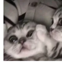 original sound - username___1987