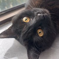 badcatsupper