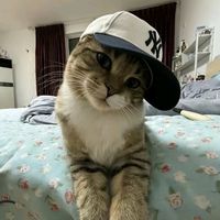 เสียงต้นฉบับ - แมวอร่อย