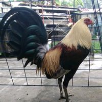 biring.tasau