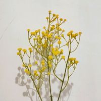 original sound - ohoo