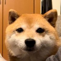marus_kurimaru