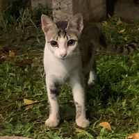 suara asli - biancaa.zm