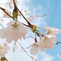오리지널 사운드 - 순순