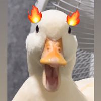 เสียงต้นฉบับ - บะหมี่เป็ดสําเร็จรูป 🐥