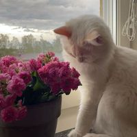 giftboxes_goycay_