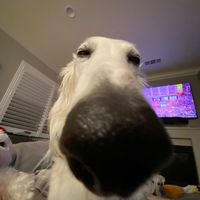 оригинальный звук