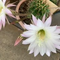 original sound - turnwasteintowealth