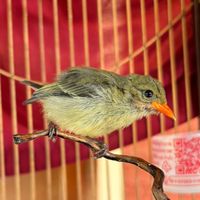 phetchaburi_64