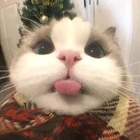 original sound - mongmusiccc