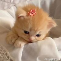 nhạc nền - lilyrosie