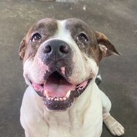 เสียงต้นฉบับ - มาโบเป็นหมามึน🫨