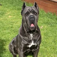 acecorso