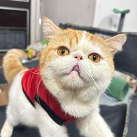gygee.jp