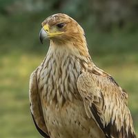 farmandaykurdan