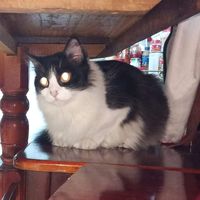 nhạc nền - QuaztKoLike