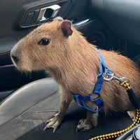 capybababa