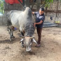 wai.yan.aung697