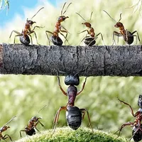 original sound - titanmama02