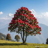 hastathapa08