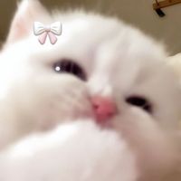 kmdagpm