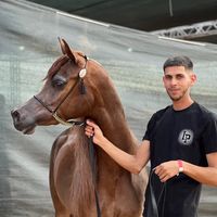 najami15