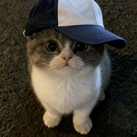 suara asli - Jen gaz16