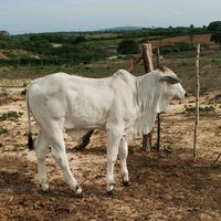 meu.sertao321