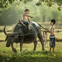 សំឡេងដើម - កំលោះ ជនបទ
