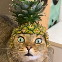 nhạc nền - Dinh