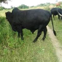 mutesiwa08