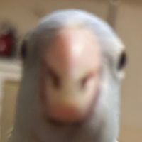 オリジナル楽曲 - れん