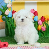 tongaekthemaltese