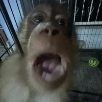 original sound - azzzxxx8