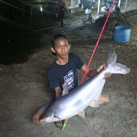 bangau.kotaaa